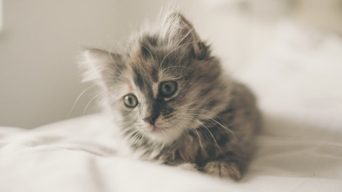 Cutest_Kitten_uhd.jpg
