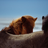 Horses_in_Iceland_hd