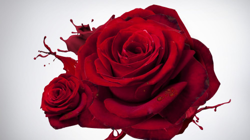 Red_Roses_by_Izabel_uhd.jpg
