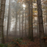 Super_View_of_the_Forest_uhd
