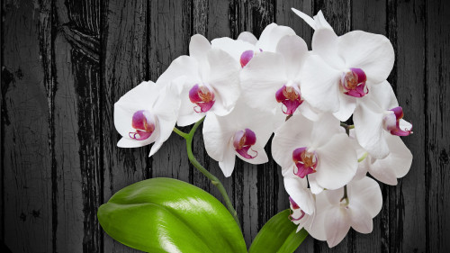 White Orchids by Izabel uhd