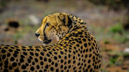 Wild Cheetah African Safari uhd