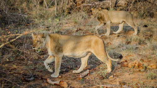 Wild Lions African Safari uhd