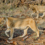 Wild_Lions_African_Safari_uhd