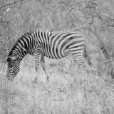 Wild_Zebra_African_Safari_uhd