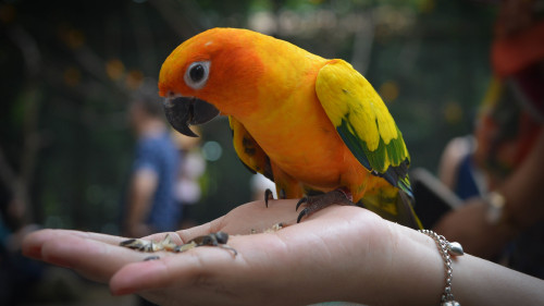 Yellow Orange Parrot uhd