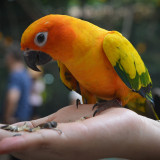 Yellow-Orange_Parrot_uhd