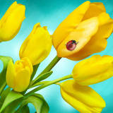 Yellow_Tulips_by_Izabel_uhd