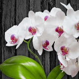 White_Orchids_by_Izabel_uhd