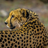 Wild_Cheetah_African_Safari_uhd