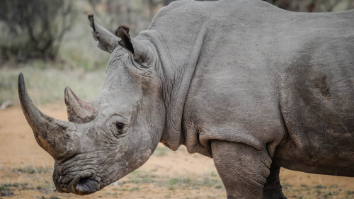 Wild Rhino African Safari uhd