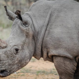 Wild_Rhino_African_Safari_uhd