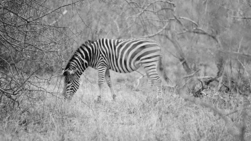 Wild Zebra African Safari uhd